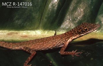 Media type: image;   Herpetology R-147016 Description: Photo of animal in life, taken in the field by Dr. Kenneth Ichiro Miyata. A slide of the photo was scanned in 2012 by Melissa Wooley.;  Aspect: lateral